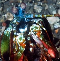 Mantis shrimp, Wakatobi 2005. by Chris Wildblood 
